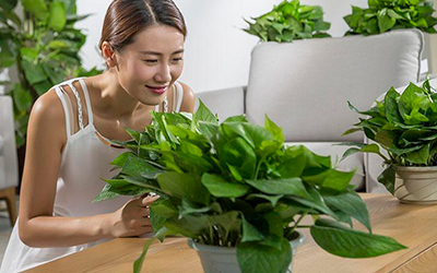 適合弱光的室內植物花卉有哪些有什么特點